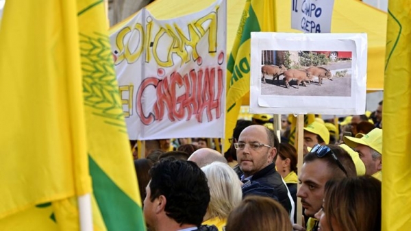 
                              Wild boar discover and snort &pound;17,000 of cocaine in Tuscan forest
                      