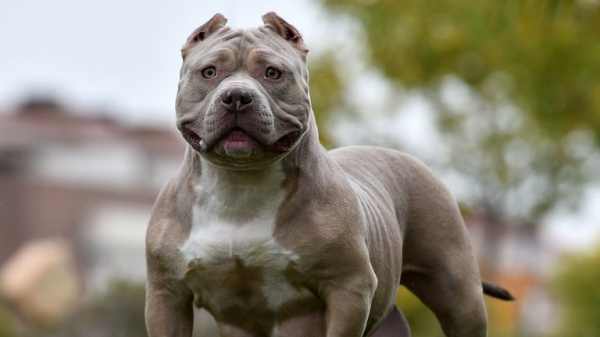 Man arrested after 11-year-old girl attacked by American XL bully crossbreed in Birmingham