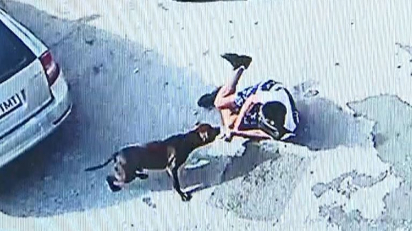 Man dies after being attacked by two dogs in Staffordshire