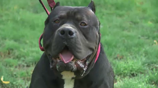 XL bully dogs: Why adding the controversial breed to the Dangerous Dogs Act may not work